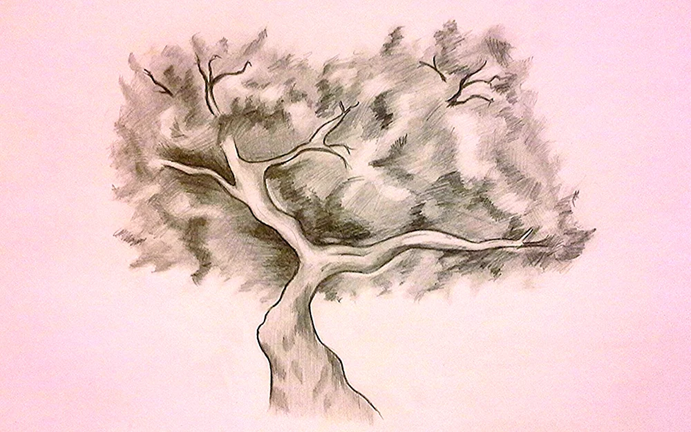 Baumzeichnung mit Bleistift