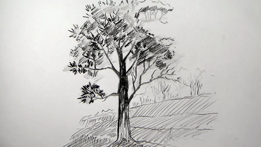 Baumzeichnung mit Bleistift Baum mit Bleistift