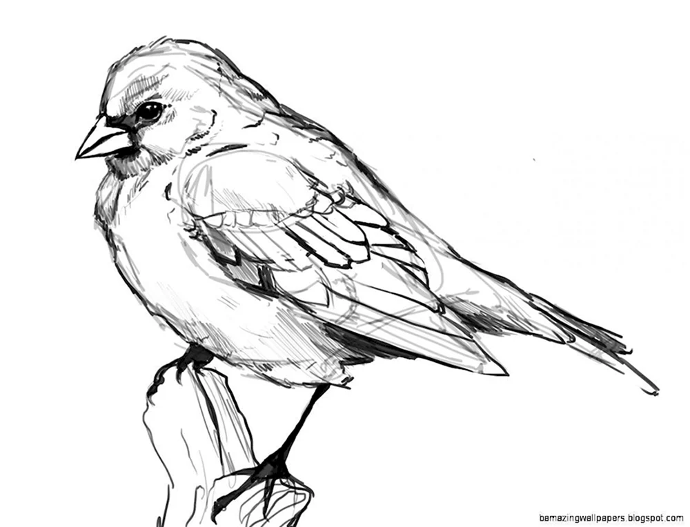 Vögel skizzieren