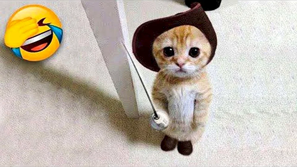 Sibirisch gestreifte Kurzhaarkatze