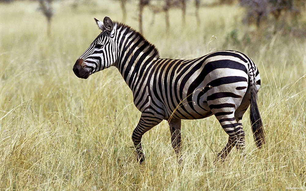 Südafrika Safari Krüger Park