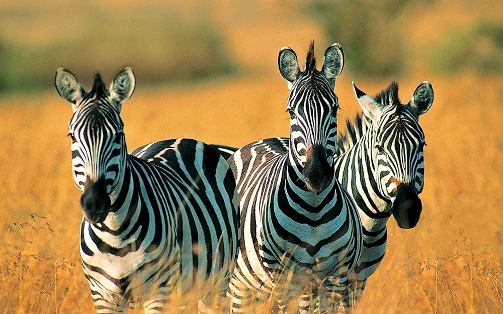 Tierische Säugetiere
