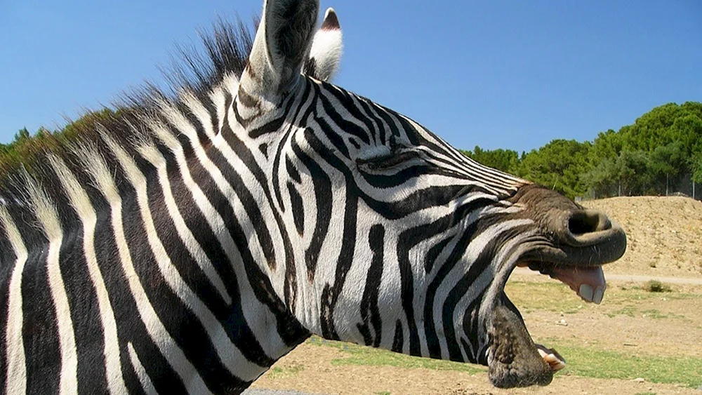 Afrika. Pflanzenfresser