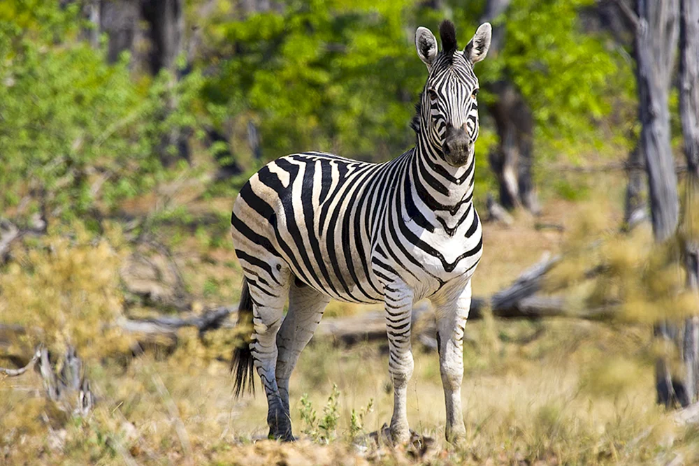 Tsavo Safari Nationalpark