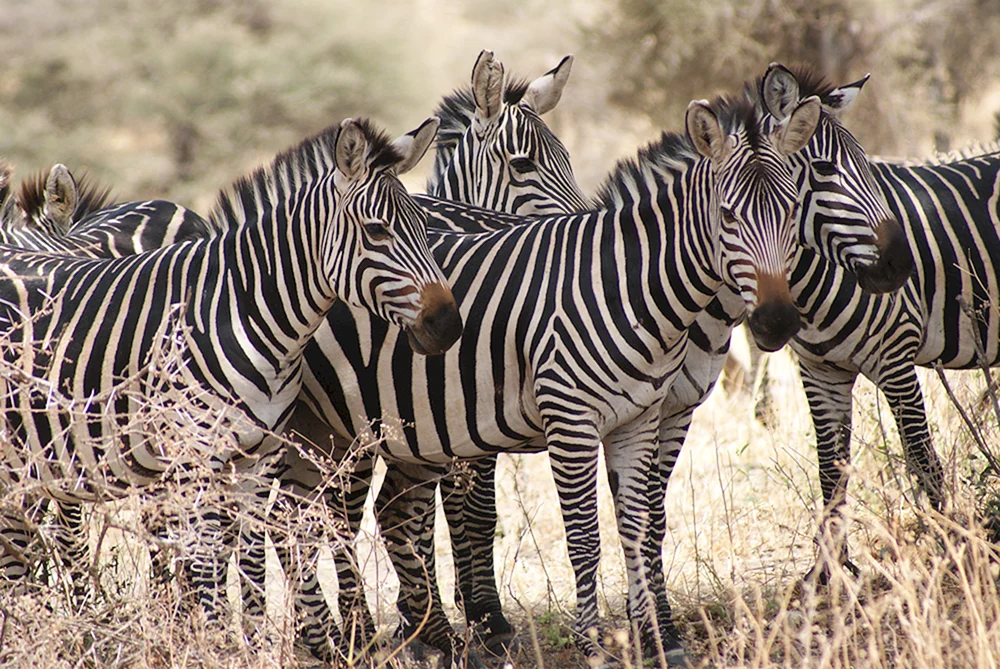 Serengeti Nationalpark