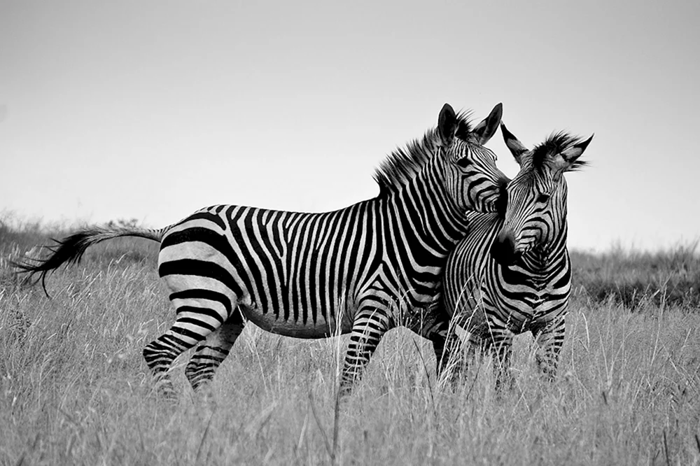 Nick Brandt