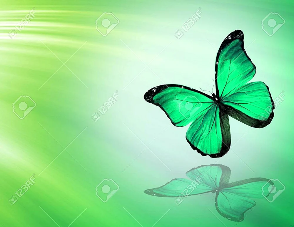 Grüner Schmetterling