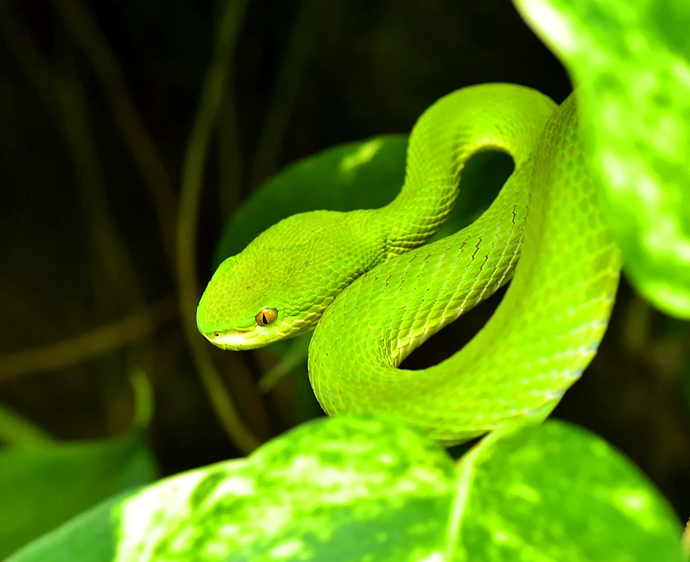 Grüne Mamba-Schlange