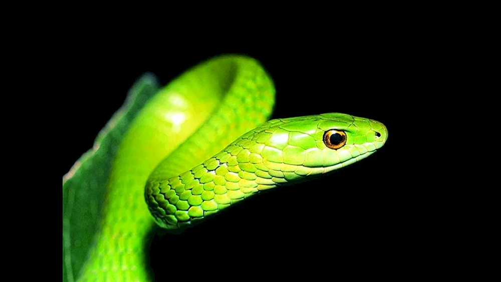 Grüne Mamba-Natter
