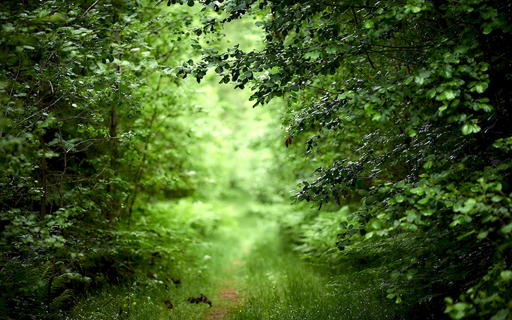 Grüne Natur