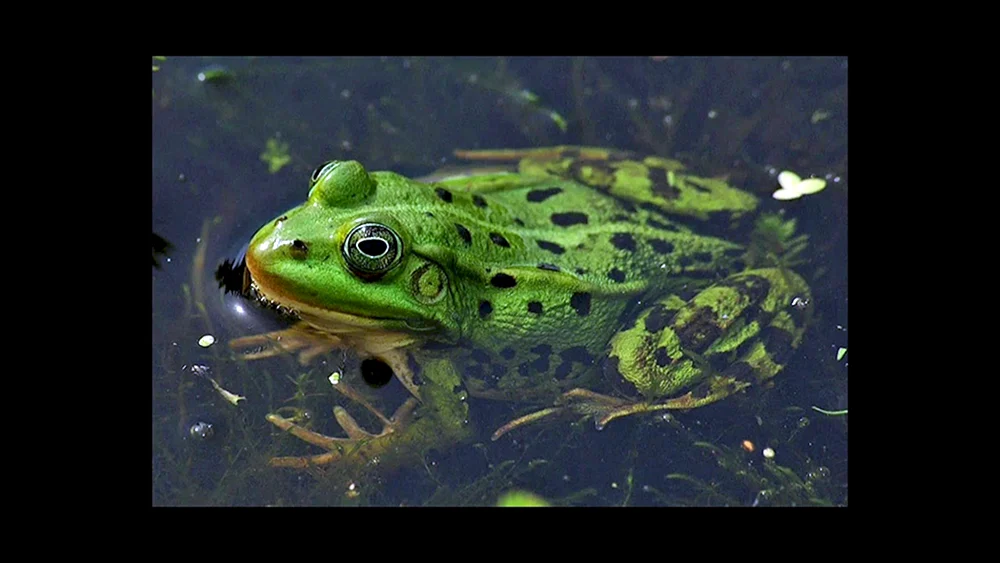 Grüner Teichfrosch