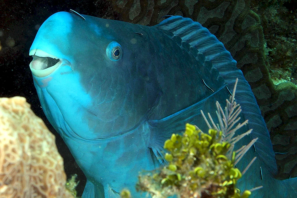 Rosella-Papageienfisch
