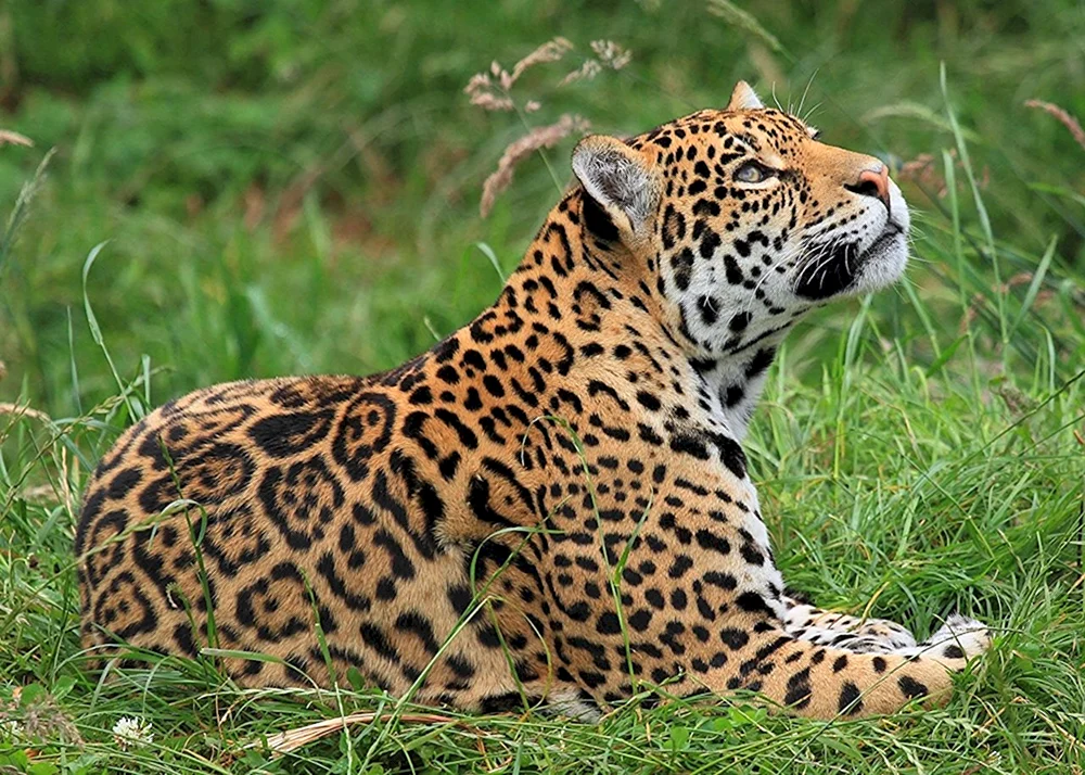 Südamerikanischer Jaguar
