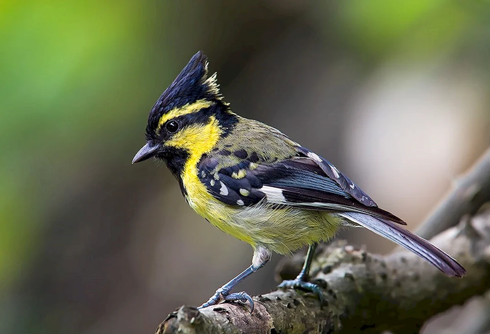 Schopfwasservogel