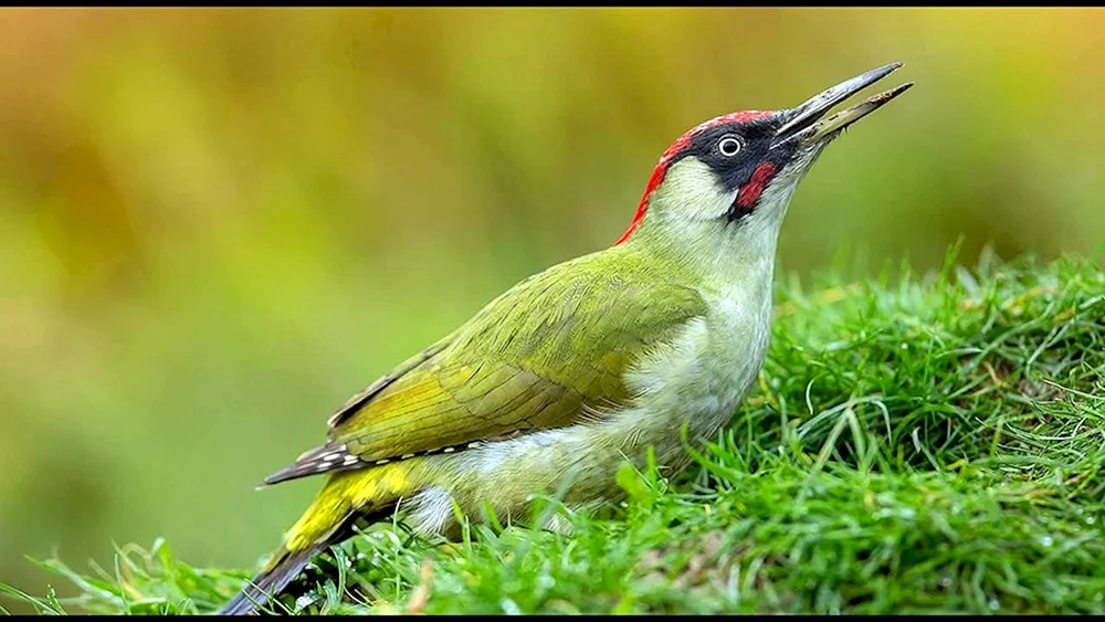 Grünspecht -Picus viridis Linnaeus 1758