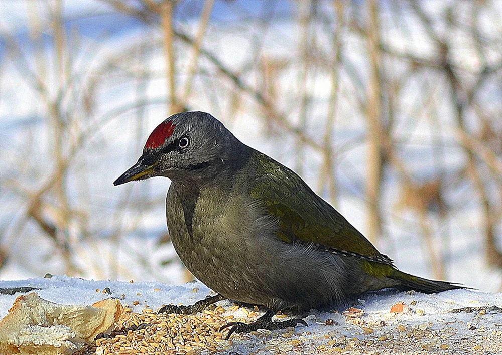 Brachvogel