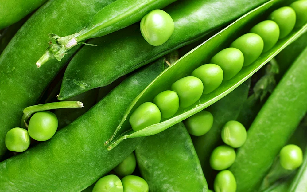 Forage Beans