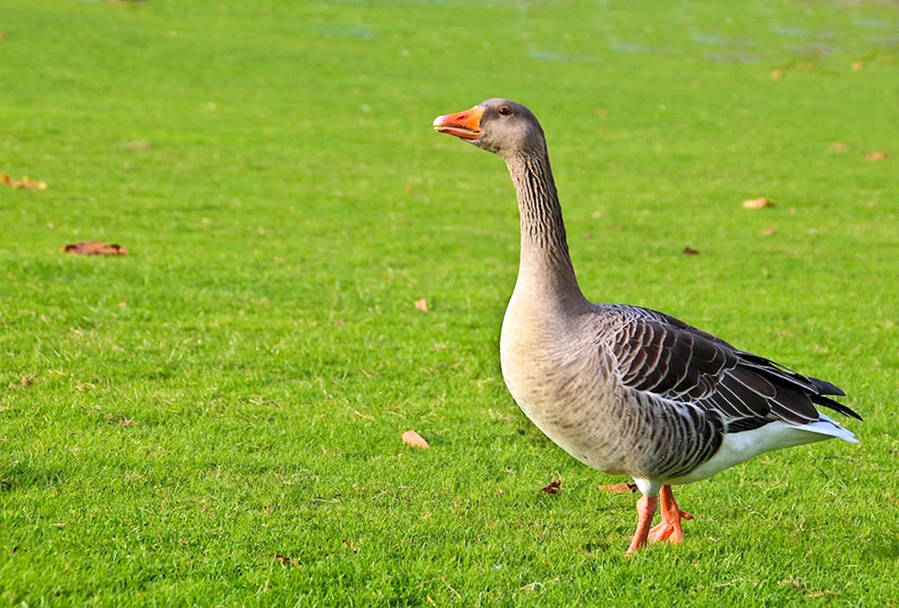 Land Haubengans
