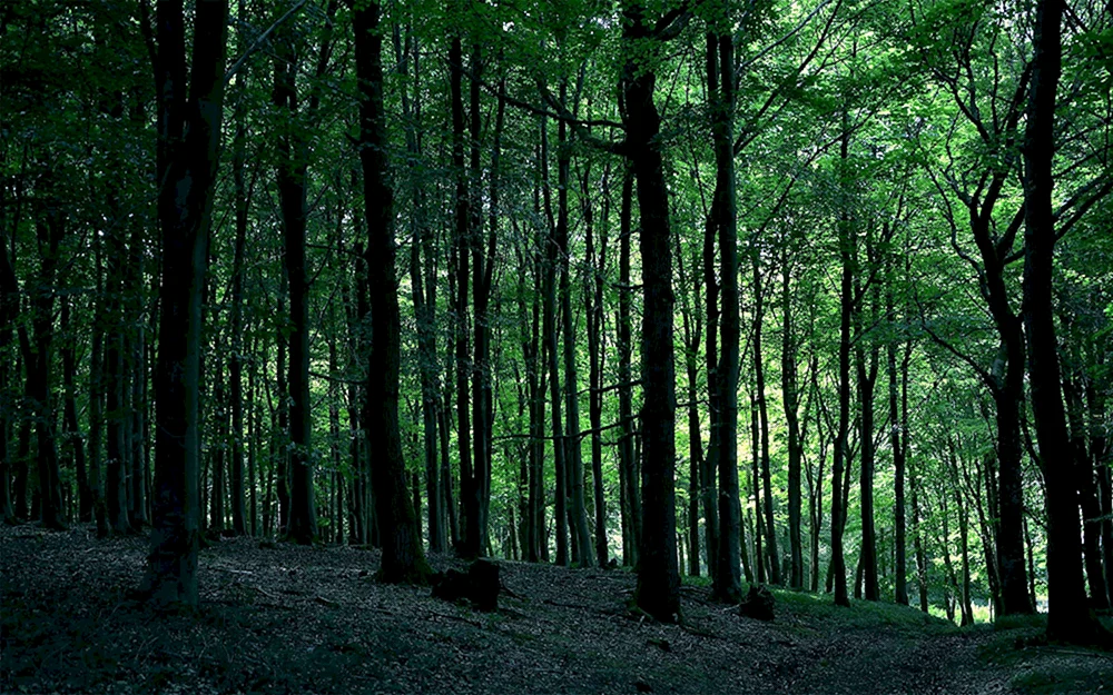 Grüner Wald
