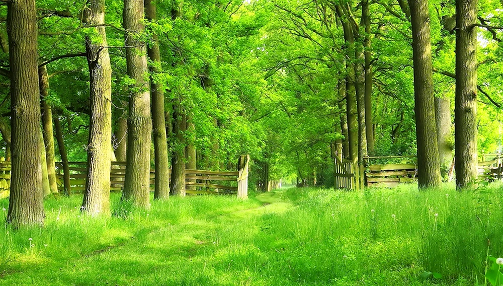 Glas im Wald