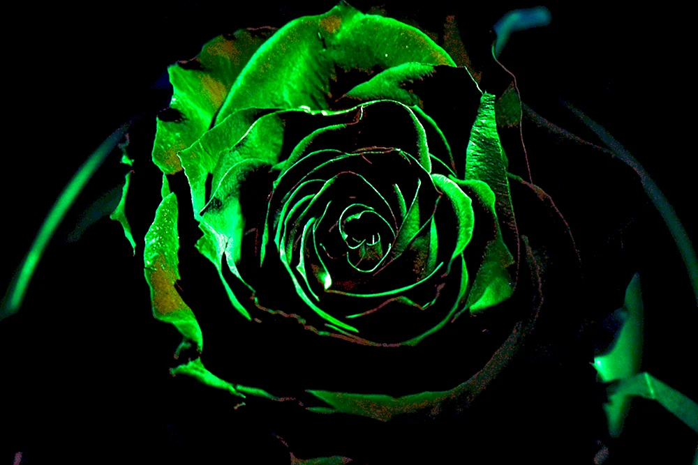 Schwarze Rosen Halfati