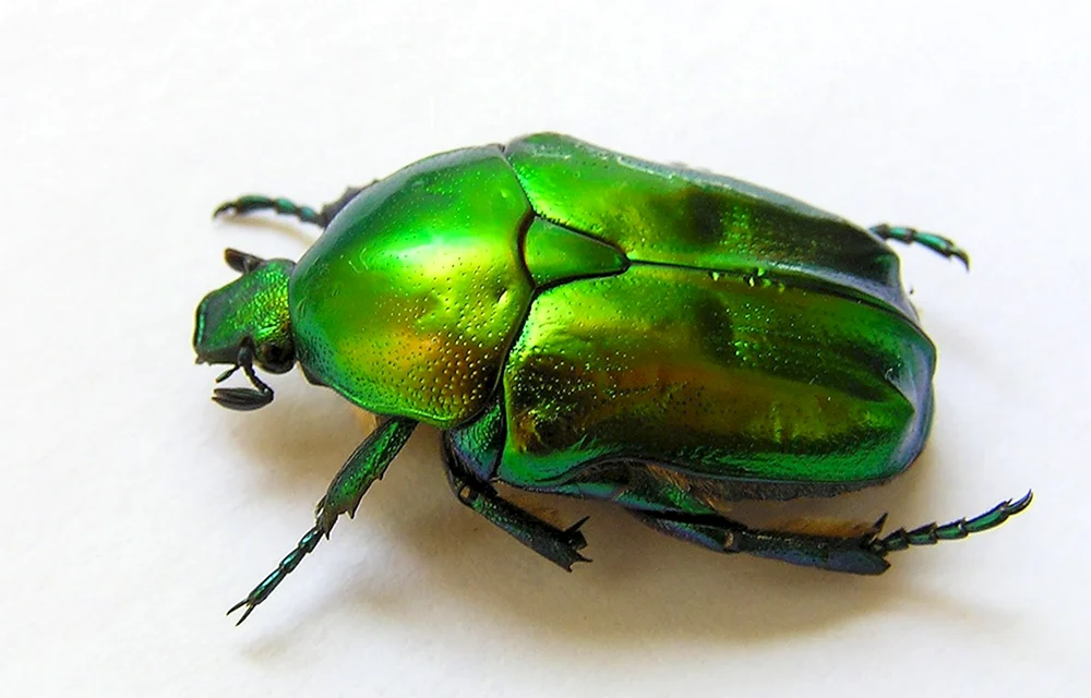 Grüner Gürteltierkäfer