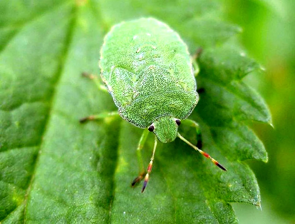 Schildwurmkäfer