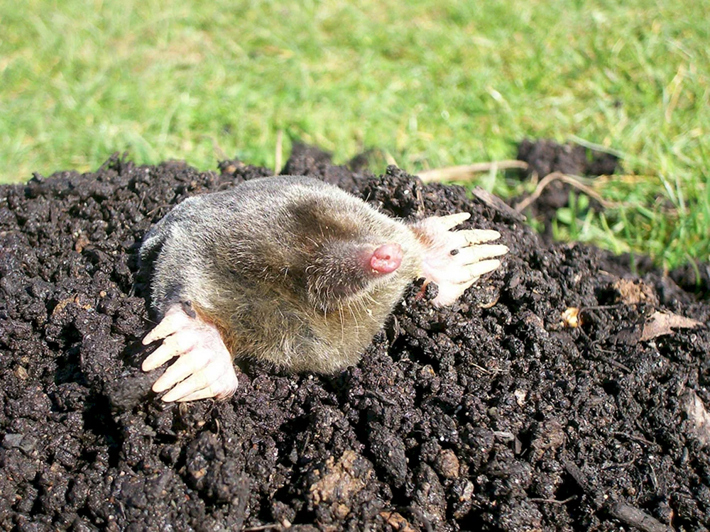 Maulwurfspitzmausfliege