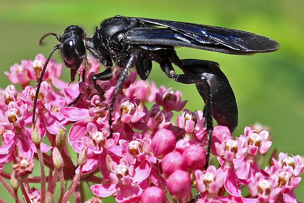 Schwarze Erdwespe