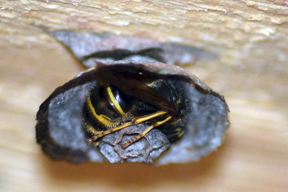 Zimmermanns Biene violett Xylocopa violacea