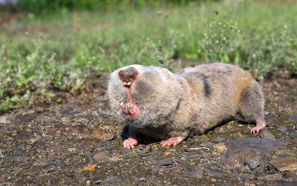 Gewöhnliches Murmeltier