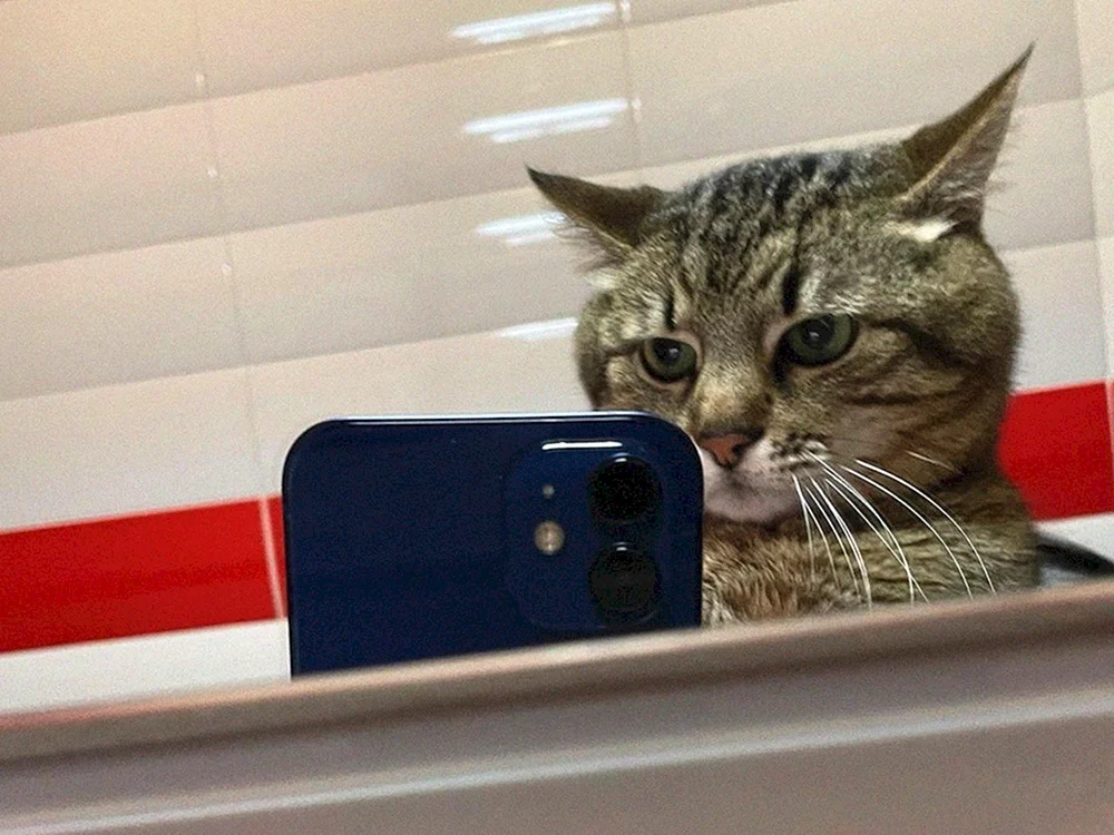 Spiegelkatze