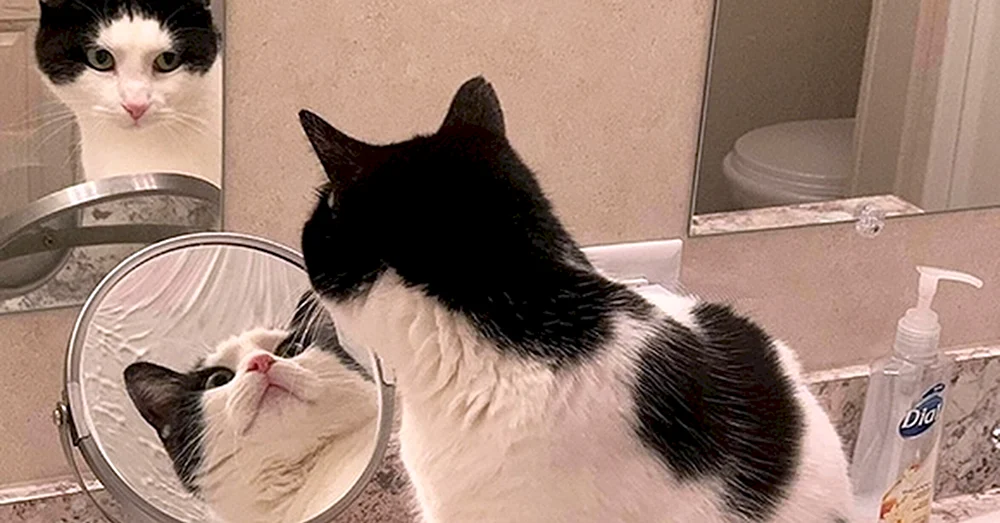 Mädchenkatze