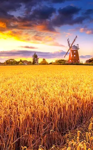 Getreidemühle „Goldenes Feld“ Goldenes Feld