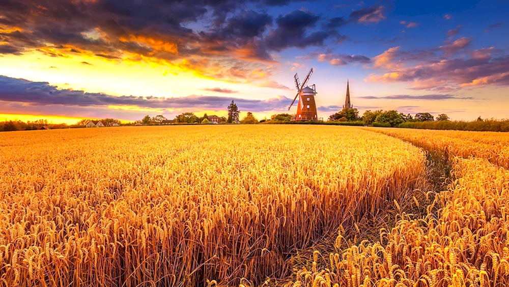 Getreidemühle „Goldenes Feld“ Goldenes Feld