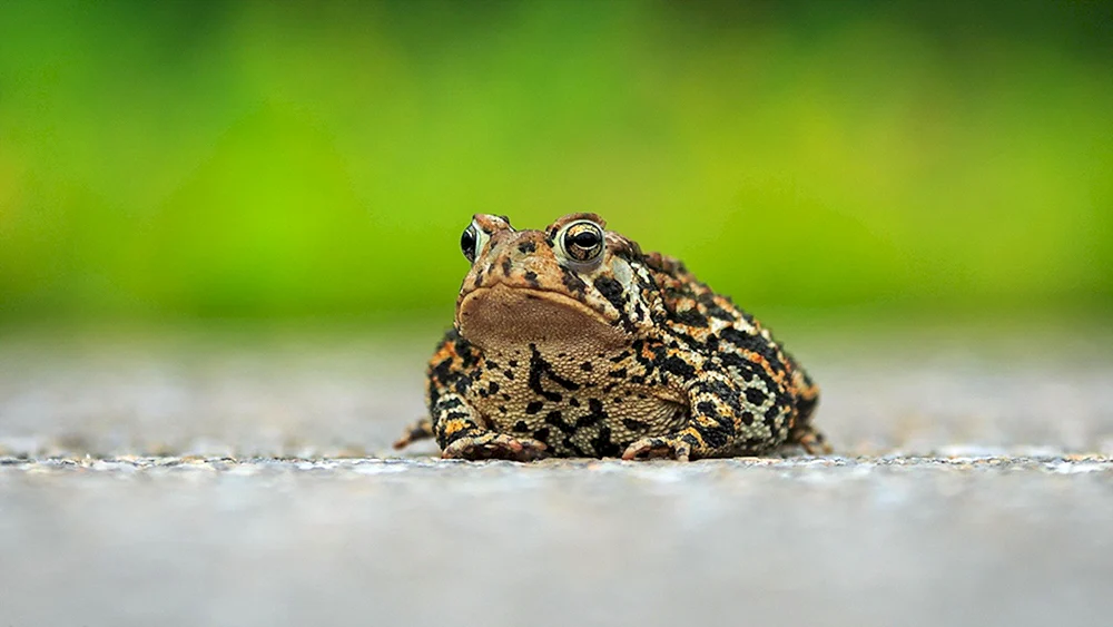 Laborfrosch