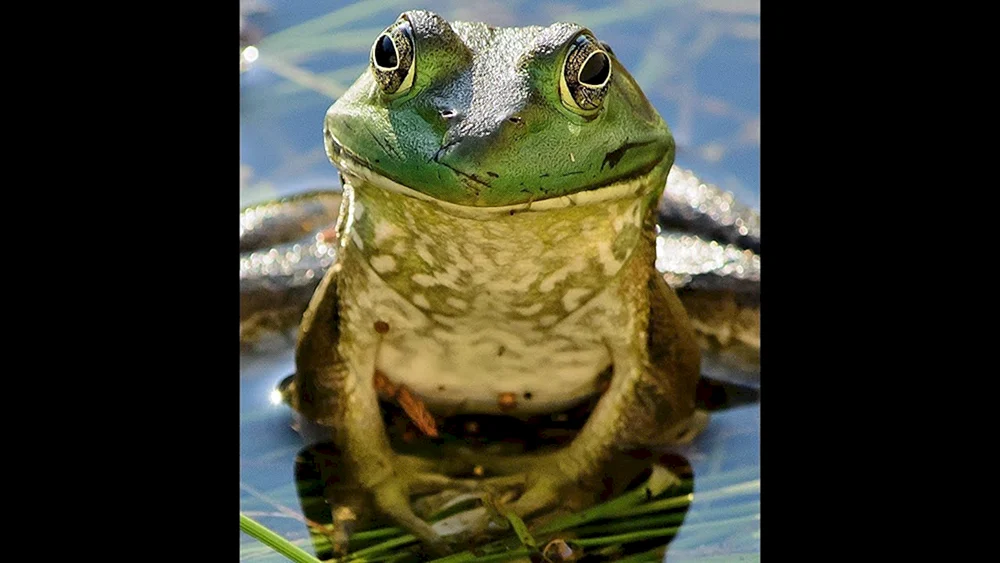 Grüner Frosch