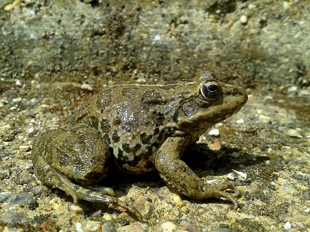 Grüner Frosch