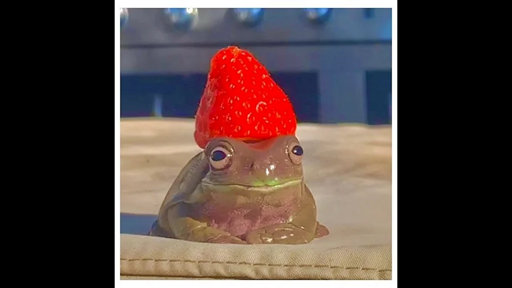 Pepe Frosch