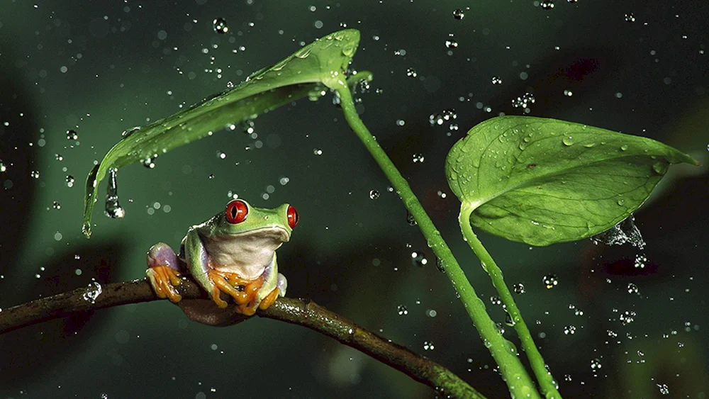Laborfrosch
