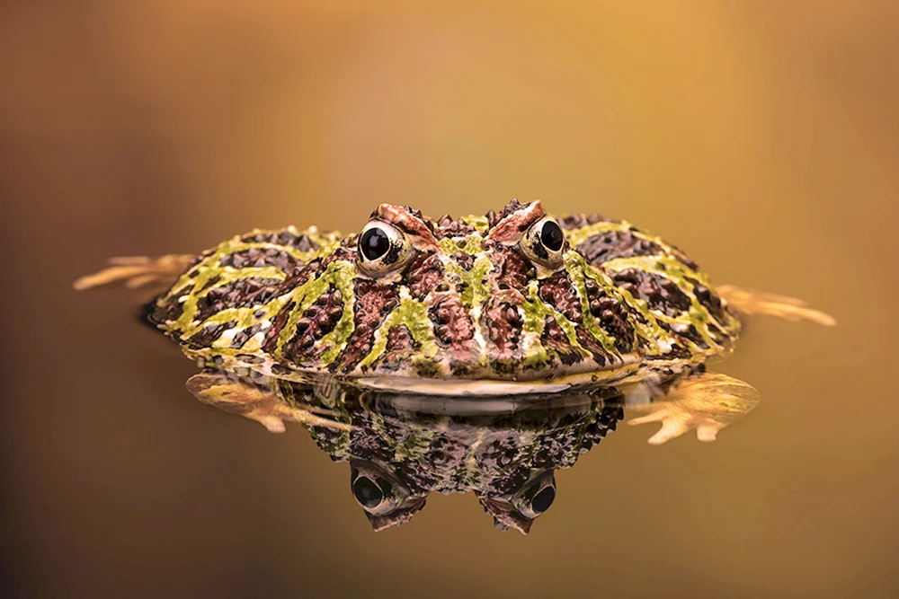 Froschige rosa Makrele