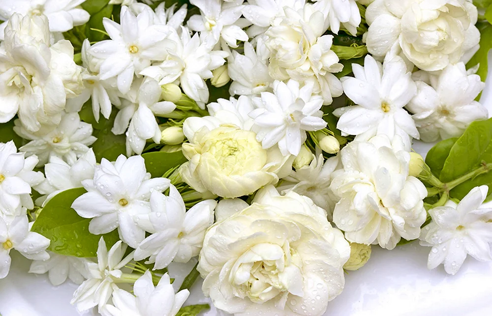 Jasmin Tuberose Blumen