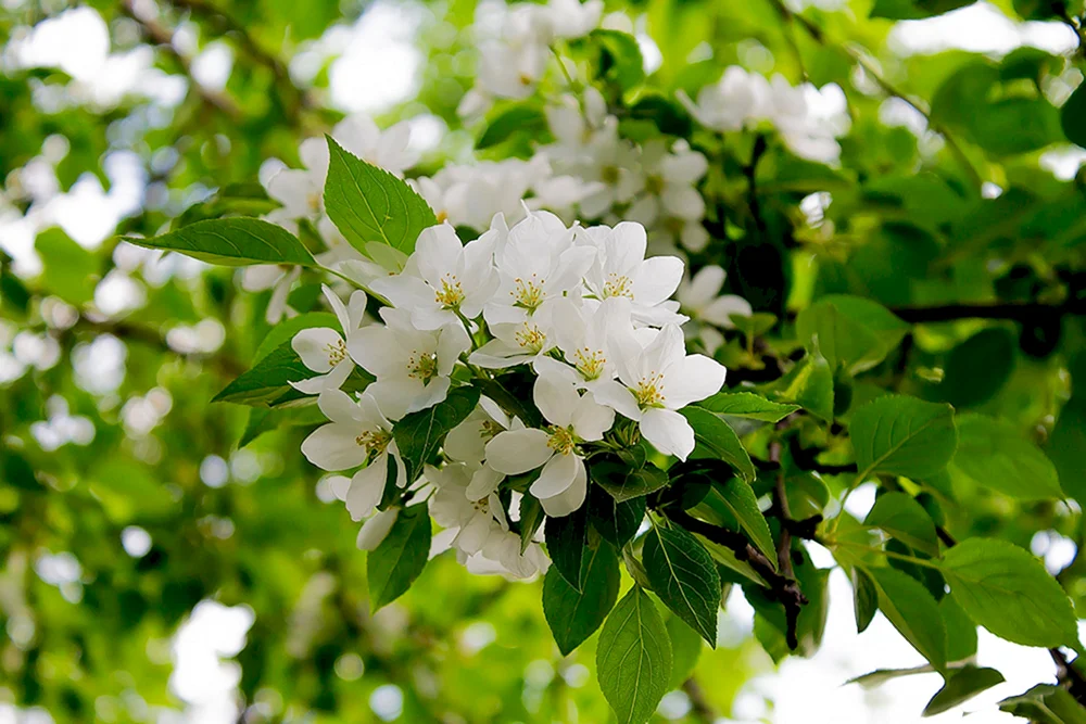 Jasmin-Apfelbaum