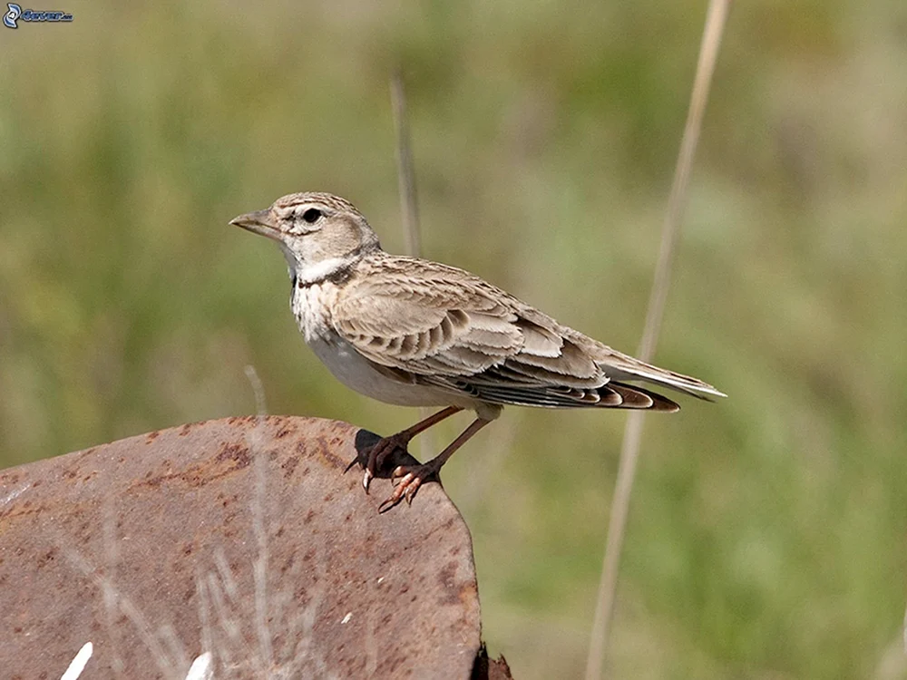 Steppenlerche Jurby's Lerche Steppenvögel Steppentrappe Steppentrappe Steppenmeise Steppenvogel Steppenvogel Charbinsky Reservat von Kalmykia Mongolei. Feldlerche Zabaika photolia