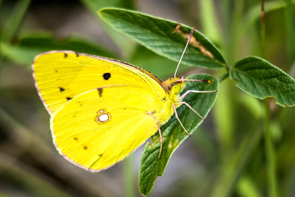 Gelber Schmetterling