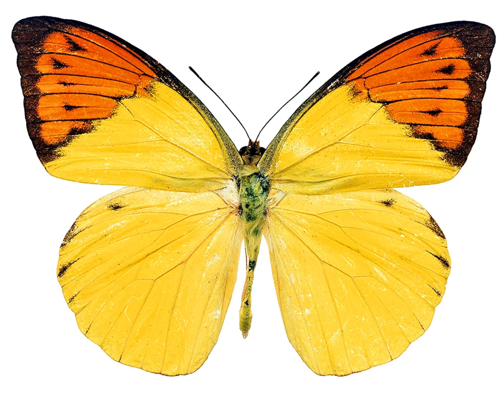 Kohlgelber Schmetterling