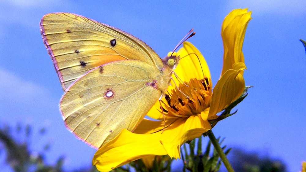 Gelber Schmetterling
