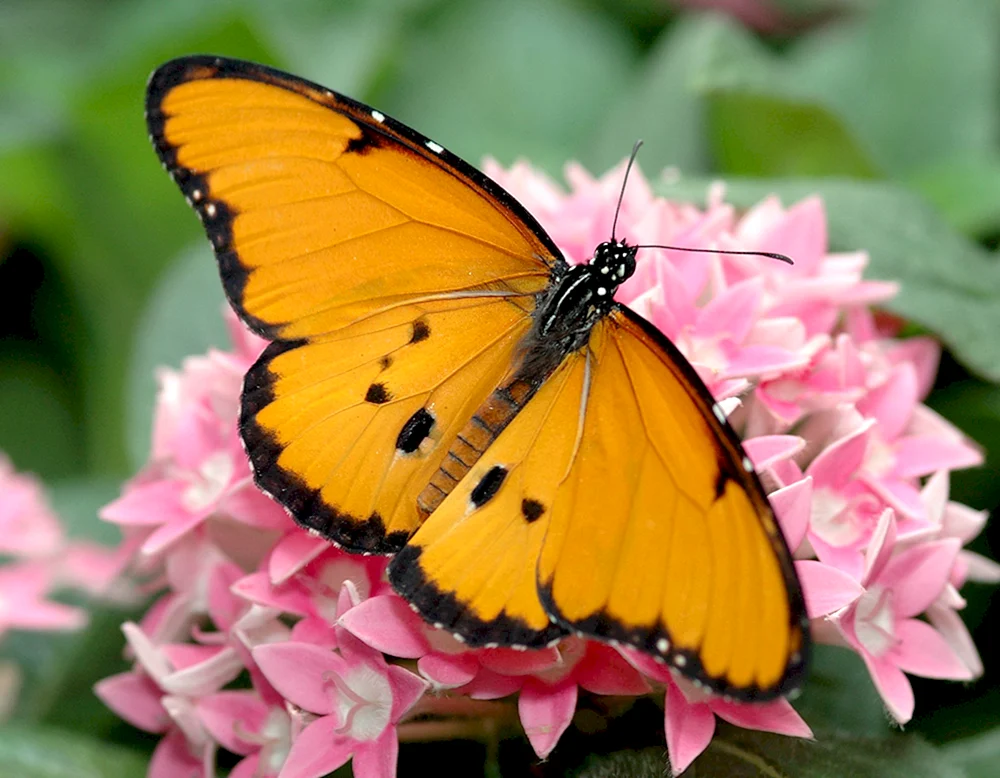 Gelber Schmetterling