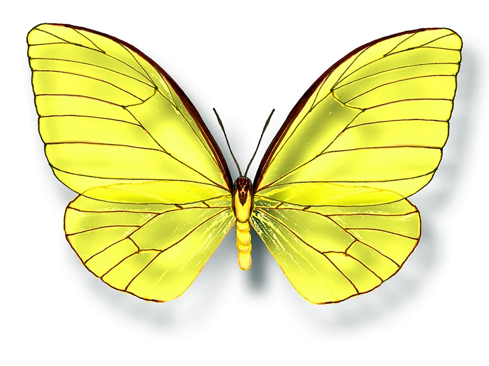 Schwarzer gelber Schmetterling.