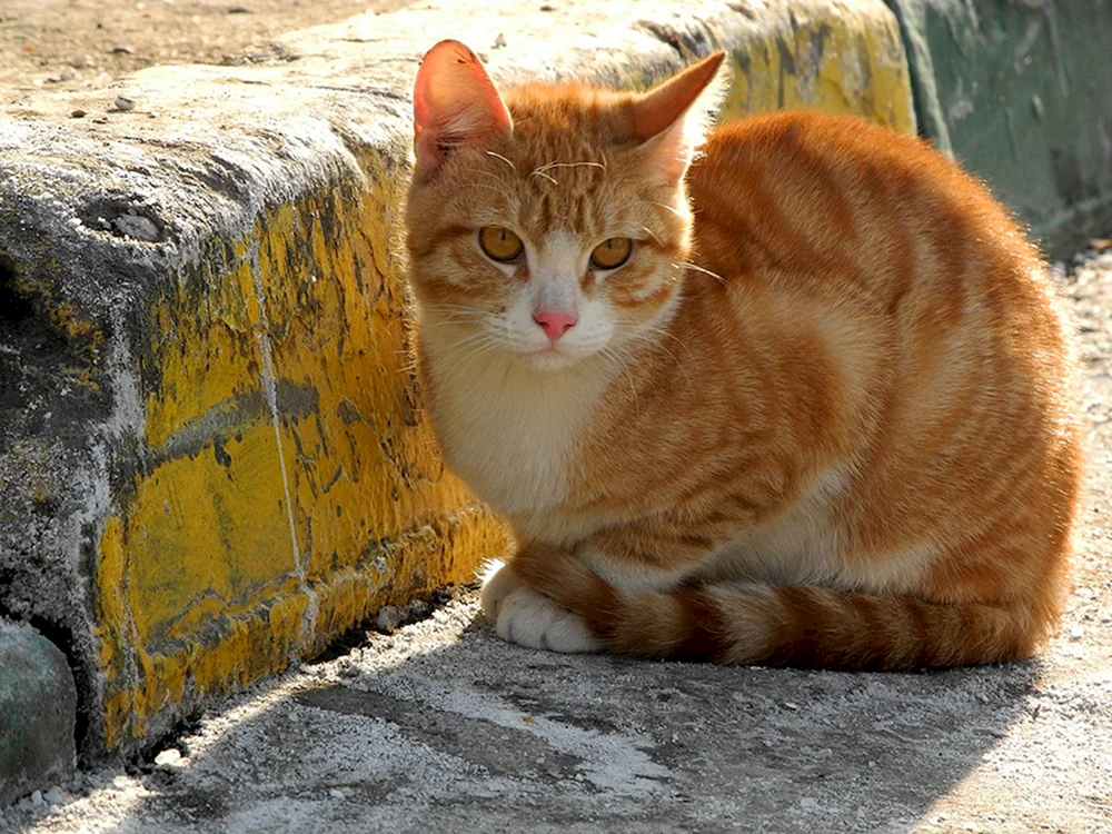 Gelbe Katze